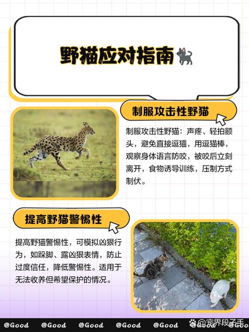 野猫官网怎么玩？新手必看操作全流程攻略