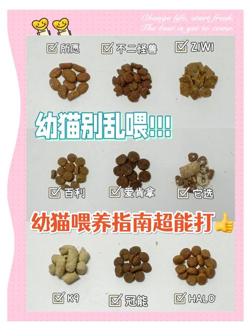 野猫最新幼猫喂养秘诀 怎样照顾更健康安全