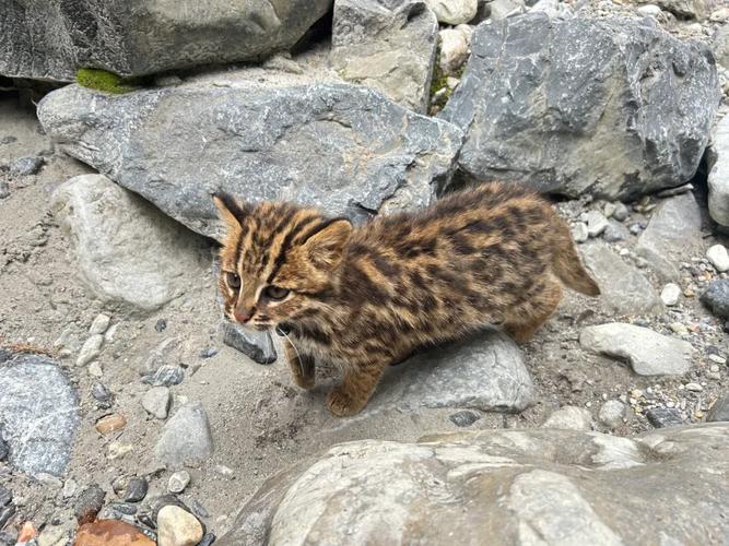 野猫版本大全是啥？盘点火爆的几个常见版本说明