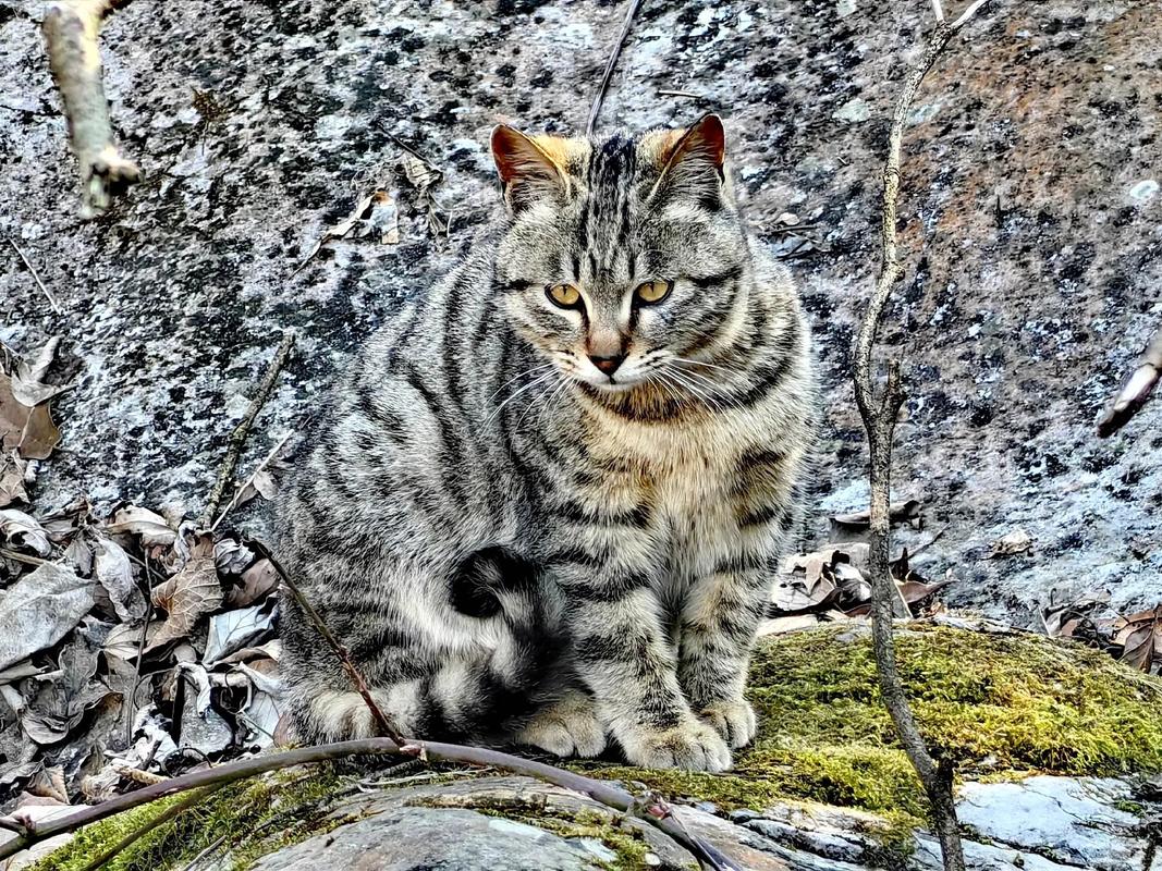 野猫版本大全是啥？盘点火爆的几个常见版本说明