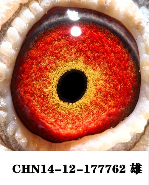 史密斯血统最新版在哪下载?免费获取正版地址方法!