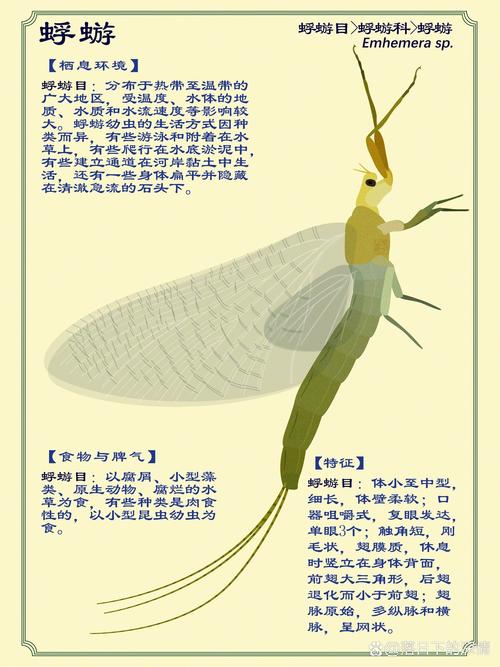 手机蜉蝣怎么下载不了？4个解决方法一看就会