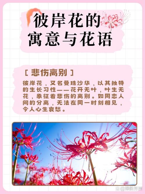 彼岸花官网有什么内容？看看官网独家功能解析！