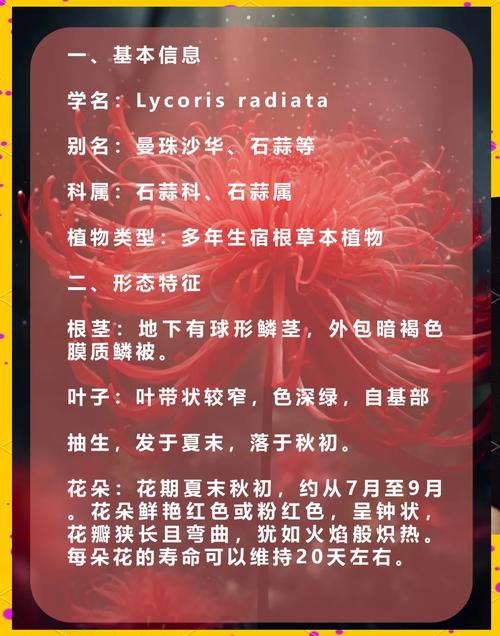 彼岸花官网有什么内容？看看官网独家功能解析！