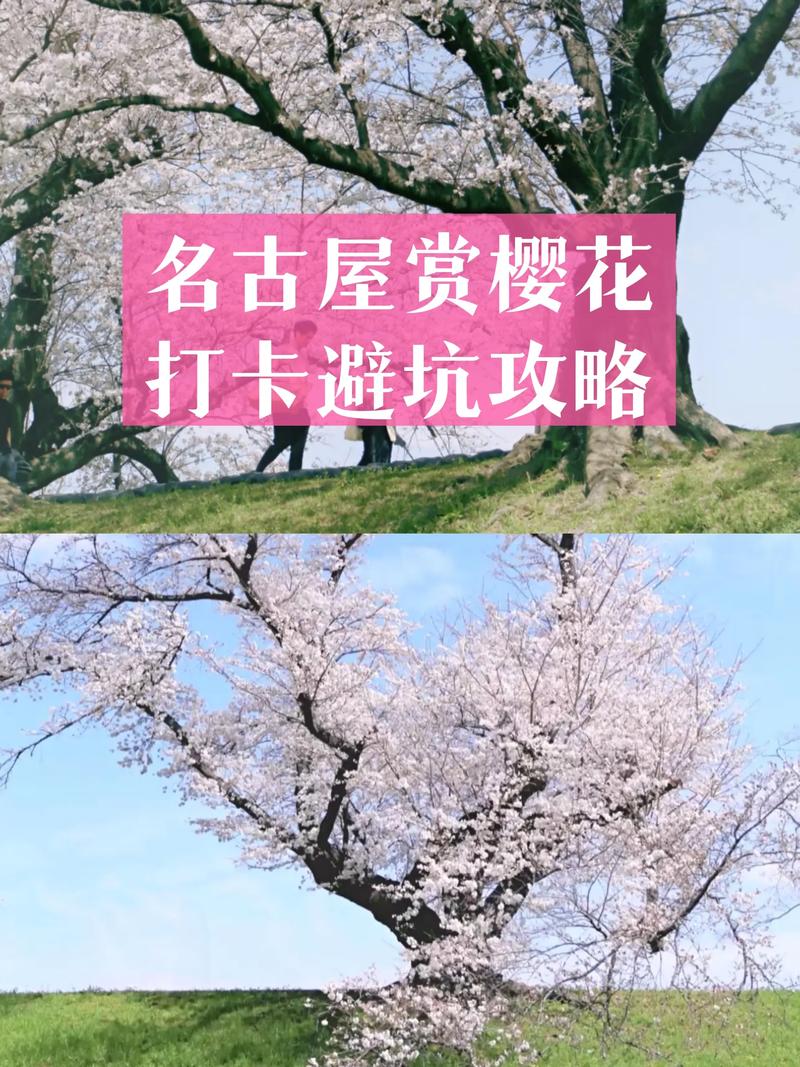 红樱花馆最新避坑怎么选？(老司机教你绕过雷区！)