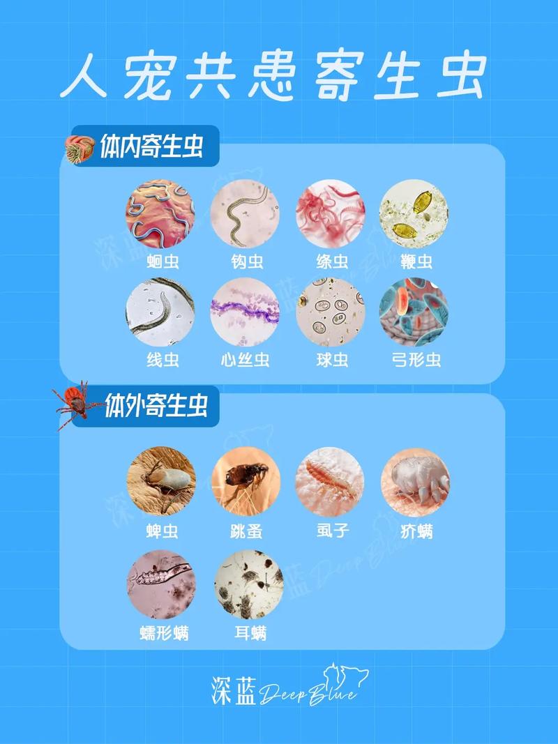 内部寄生虫下载地址快速下载？(省时技巧一键搞定)