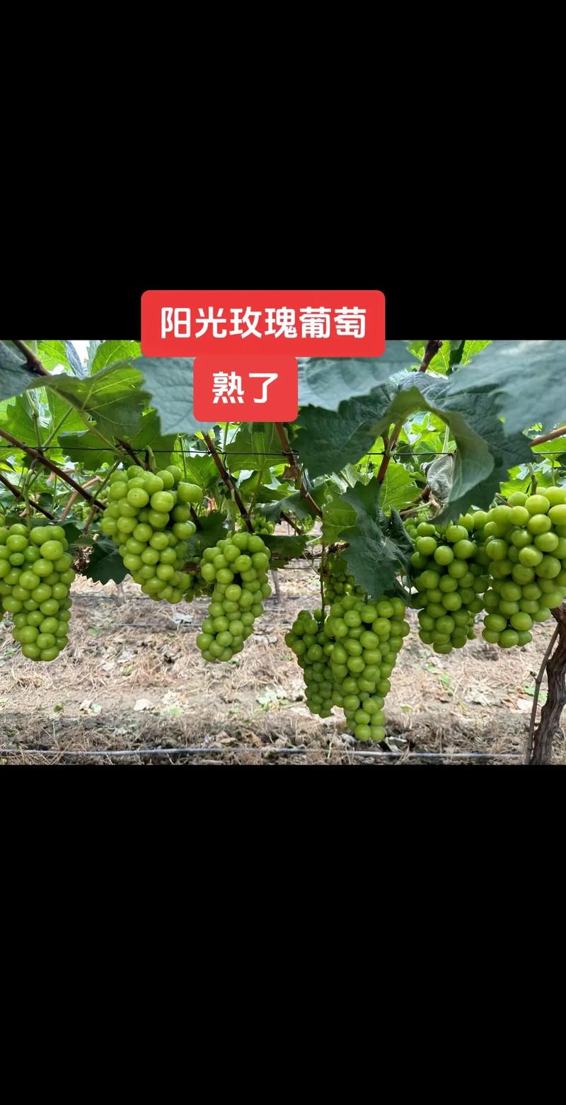 葡萄成熟时下载地址怎么找？5种方法轻松获取资源
