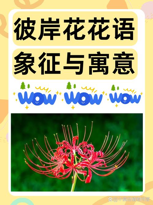 彼岸花官网有什么内容？看看官网独家功能解析！