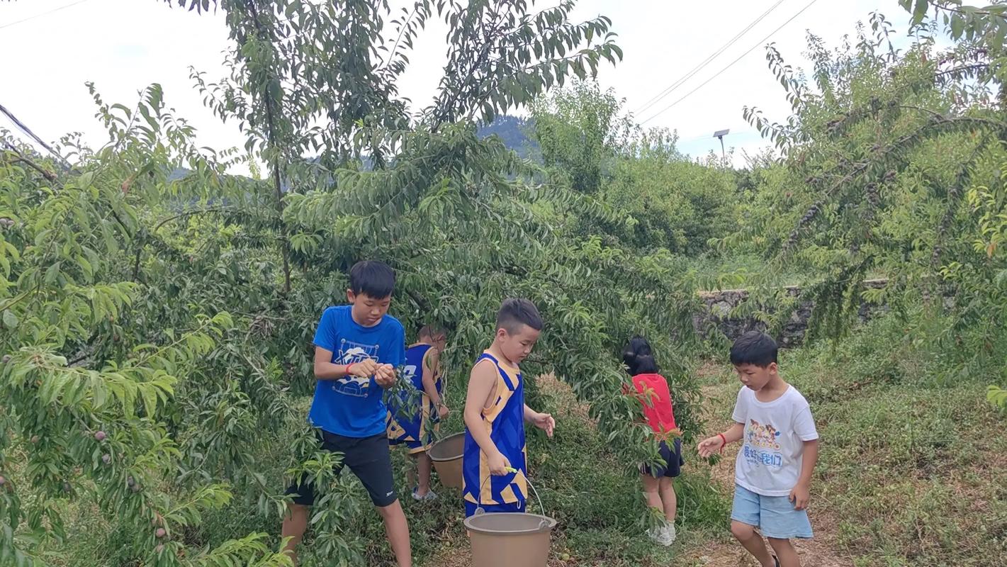 乡村生活的快乐暑假快速入门？最新版本三步搞定秘诀！