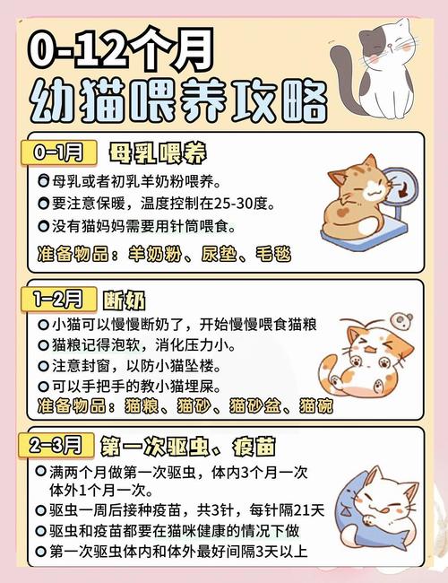 野猫最新幼猫喂养秘诀 怎样照顾更健康安全
