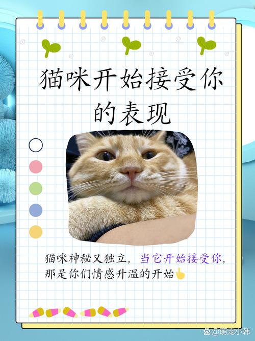 当你的猫咪最新版本卡关怎么办？10个技巧轻松通关