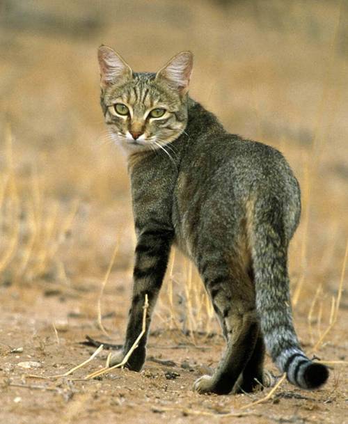 野猫官方正式版哪里下载安全？这几个渠道避免病毒风险