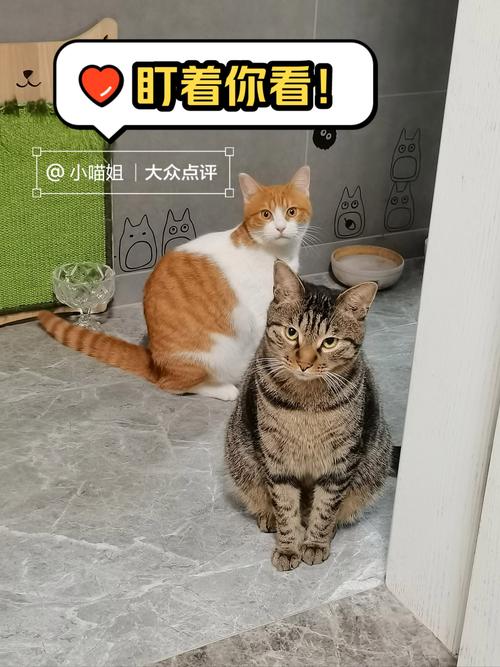 当你的猫咪下载安卓是什么意思？(这5个原因告诉你真相)
