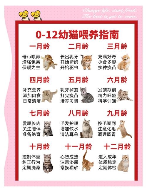 野猫最新幼猫喂养秘诀 怎样照顾更健康安全