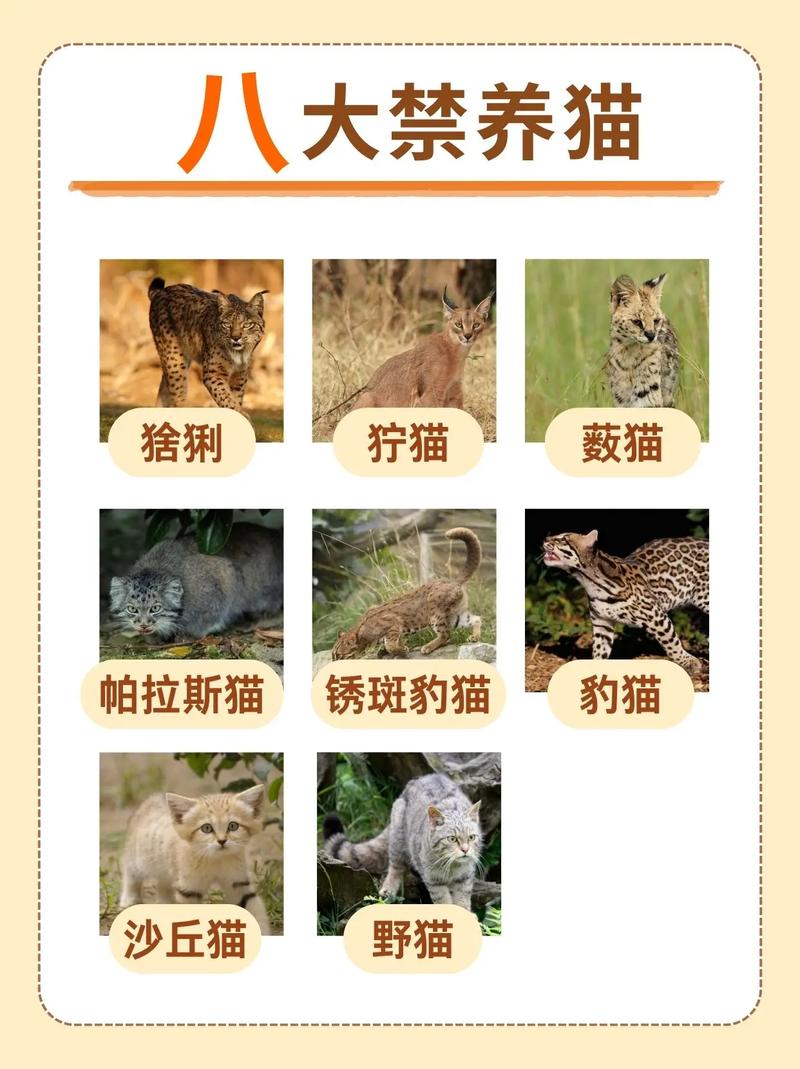 野猫官方正式版哪里下载安全？这几个渠道避免病毒风险
