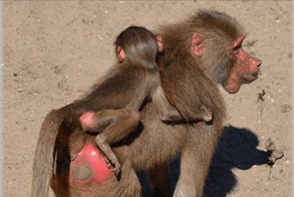 配种露出之被夺走衣服的世界游戏下载热点在哪？（最新资源免费获取）