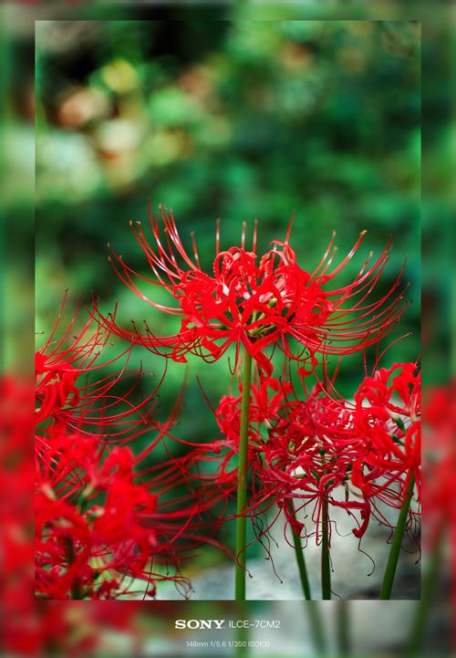 彼岸花下载安卓在哪里下?热门应用商店推荐盘点!