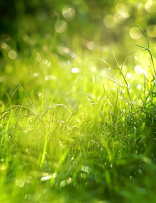 青青草原最新正式版有啥新功能?官方下载地址这里找!