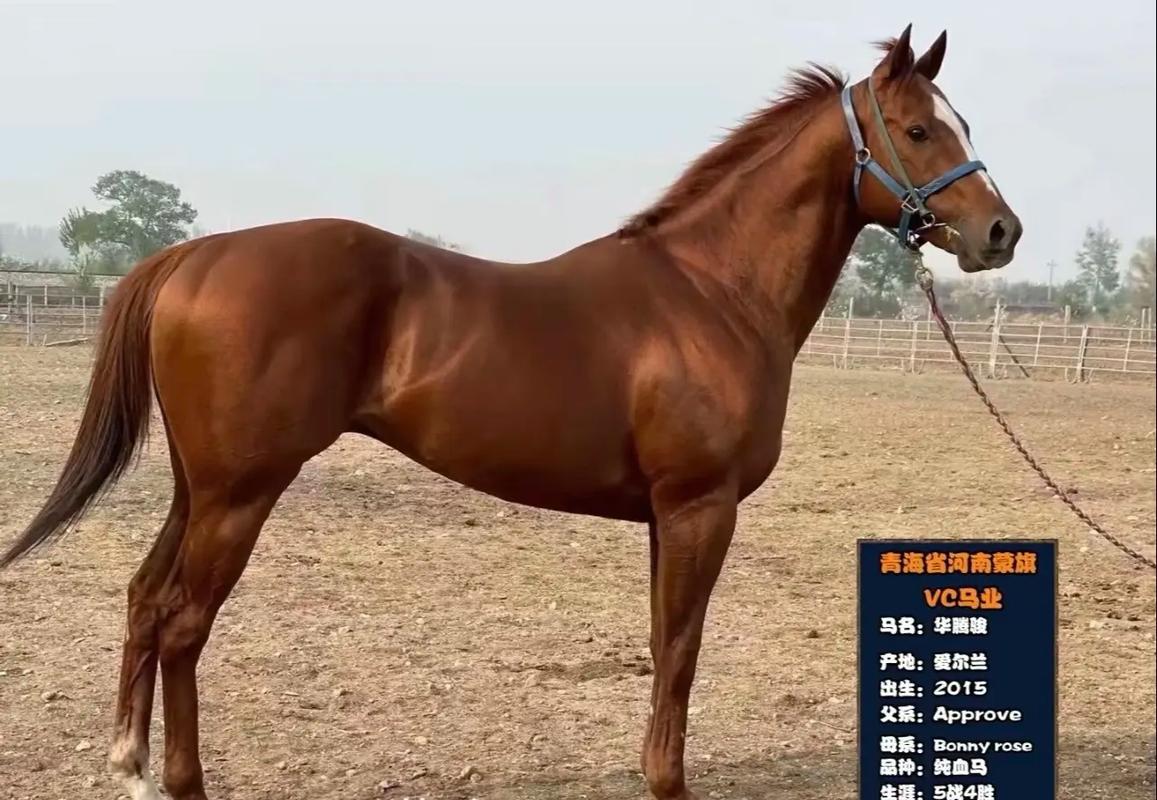 种马V0.11官网