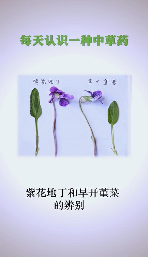 优艳之花最新版本怎么下载?五招快速获取方法!