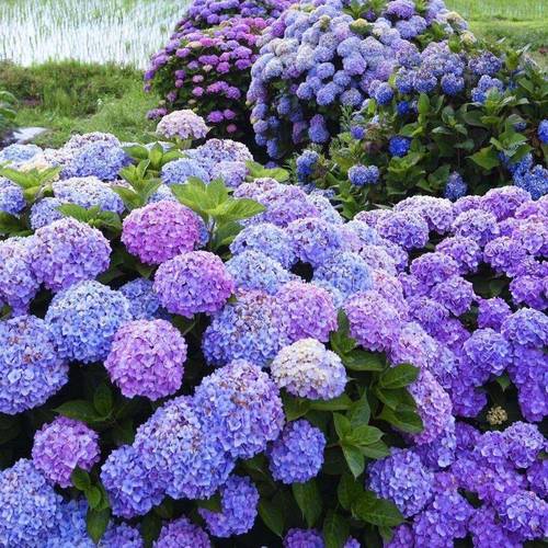 优艳之花官方网站有什么好处(揭秘用户都点赞的5大优势)